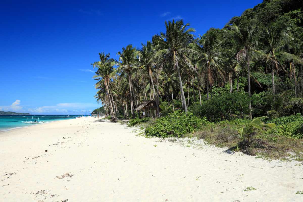 coconut tree and beach view