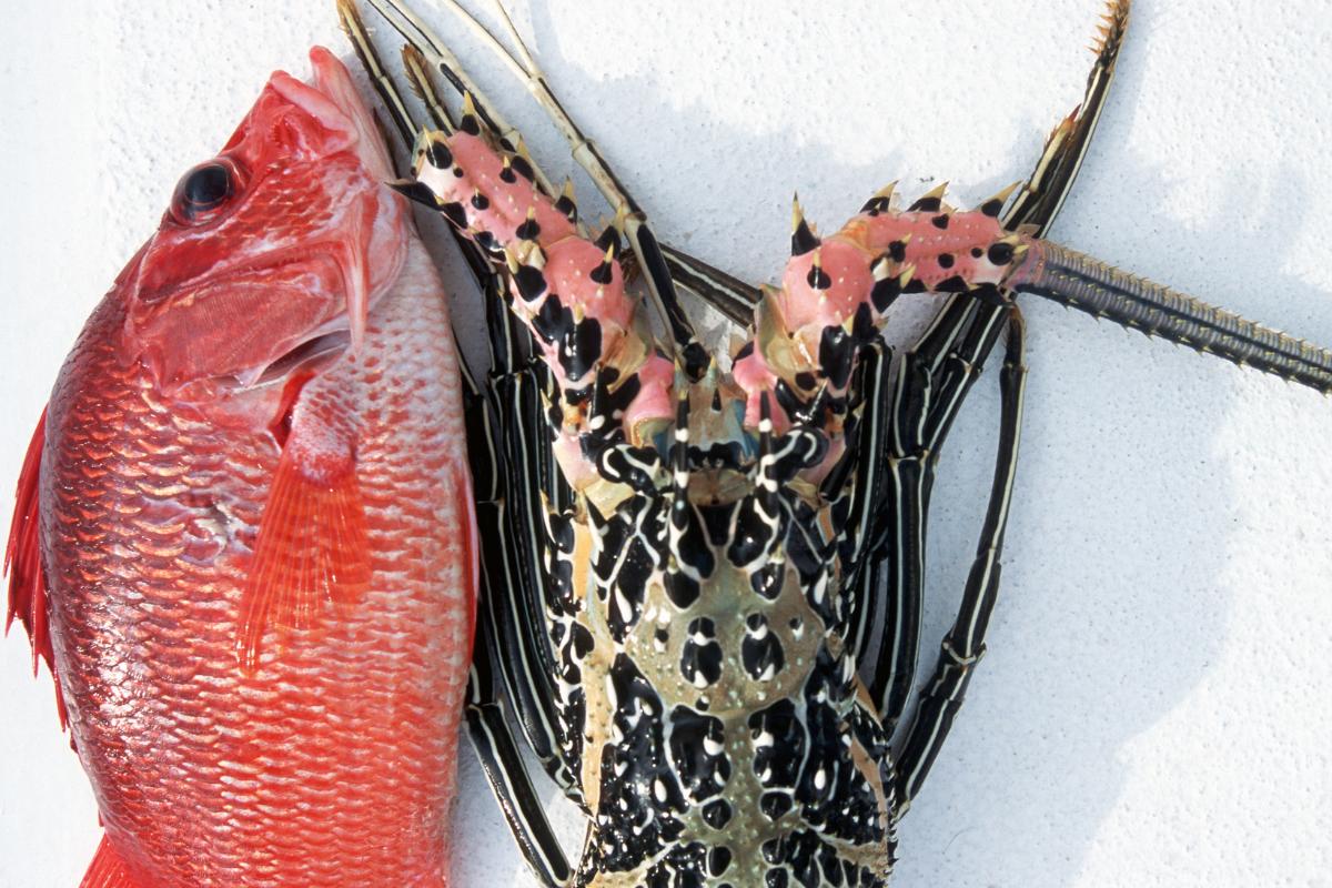 D'Talipapa Boracay: Fresh fish